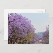 Jakaranda Paarse bloemenbomen, Zuid-Afrika Briefkaart (Voorkant / Achterkant)
