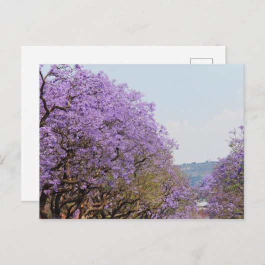 Jakaranda Paarse bloemenbomen, Zuid-Afrika Briefkaart (Voorkant / Achterkant)
