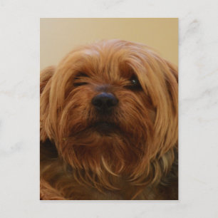 Jake The Yorkie Terrier Briefkaart