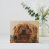Jake The Yorkie Terrier Briefkaart (Staand voorkant)