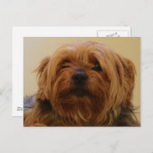 Jake The Yorkie Terrier Briefkaart (Voorkant / Achterkant)