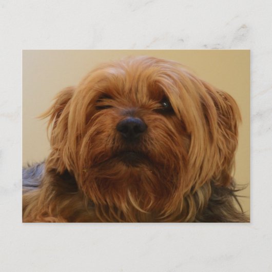 Jake The Yorkie Terrier Briefkaart (Voorkant)