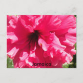 Jamaica Hibiscus Briefkaart (Voorkant)