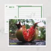 Jamaica Pomegranate Briefkaart (Voorkant / Achterkant)