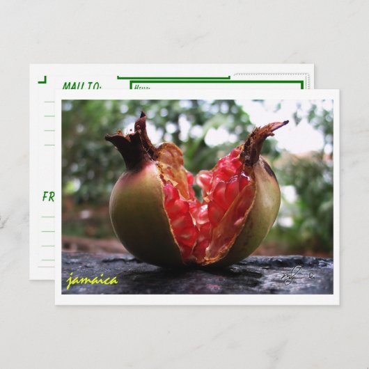 Jamaica Pomegranate Briefkaart (Voorkant / Achterkant)