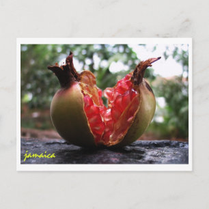 Jamaica Pomegranate Briefkaart