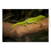 Jamaicaanse gigantische anole (Voorkant Horizontaal)