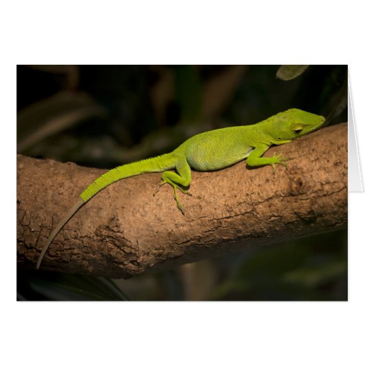 Jamaicaanse gigantische anole (Voorkant Horizontaal)