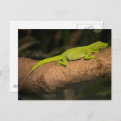 Jamaicaanse gigantische anole briefkaart (Voorkant / Achterkant)