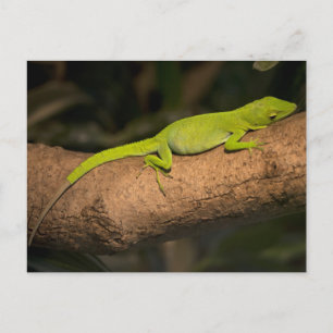 Jamaicaanse gigantische anole briefkaart