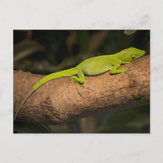 Jamaicaanse gigantische anole briefkaart (Voorkant)