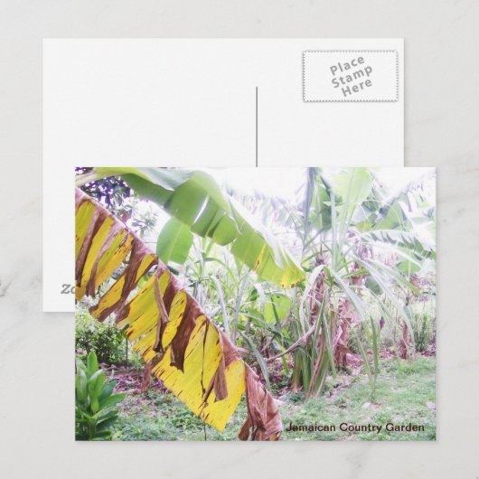 Jamaicaanse Landtuin Briefkaart (Voorkant / Achterkant)