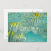 Jamaicaanse viskaart briefkaart (Voorkant / Achterkant)