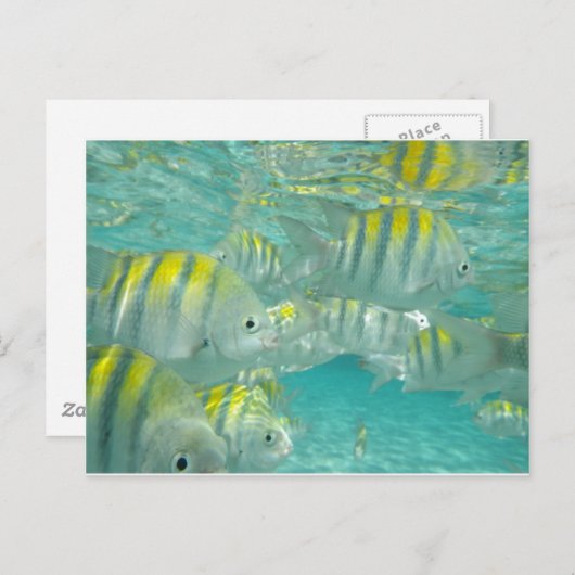 Jamaicaanse viskaart briefkaart (Voorkant / Achterkant)