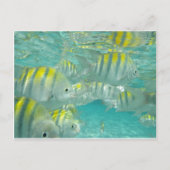 Jamaicaanse viskaart briefkaart (Voorkant)