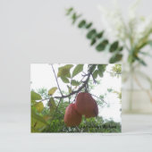 Jamaican Ackee Afbeelding Briefkaart (Staand voorkant)