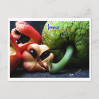 Jamaican Ackee Fruit and Breadfruit