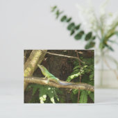 Jamaican Green Lizard Briefkaart (Staand voorkant)