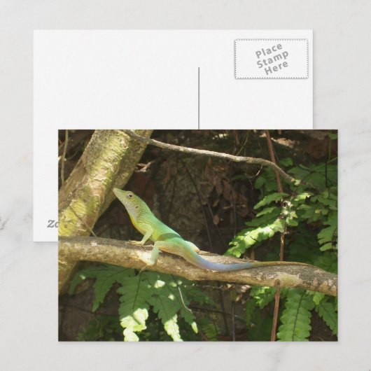 Jamaican Green Lizard Briefkaart (Voorkant / Achterkant)