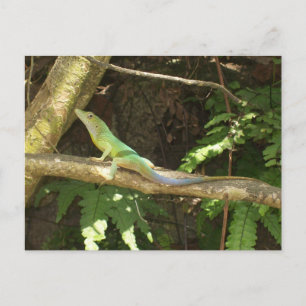 Jamaican Green Lizard Briefkaart