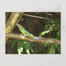 Jamaican Green Lizard Briefkaart