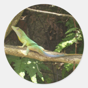 Jamaican Green Lizard Ronde Sticker