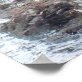 Jamaican Salt Water Crocodile Poster (Hoek)