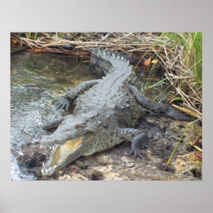 Jamaican Salt Water Crocodile Poster