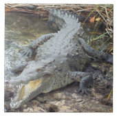Jamaican Salt Water Crocodile Tegeltje (Voorkant)