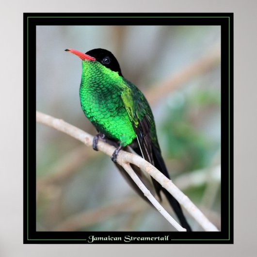 Jamaican Streamertail Poster (Voorkant)