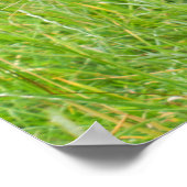 Jambo de unieke haarloze chimpansee poster (Hoek)