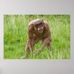 Jambo de unieke haarloze chimpansee poster