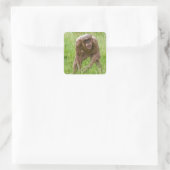 Jambo de unieke haarloze chimpansee vierkante sticker (Tas)
