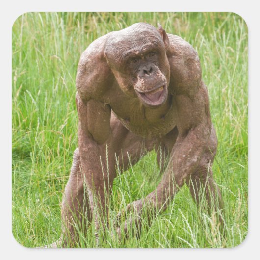 Jambo de unieke haarloze chimpansee vierkante sticker (Voorkant)