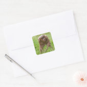 Jambo de unieke haarloze chimpansee vierkante sticker (Envelop)