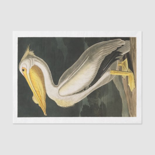 James Audubon Pelican Decoupage Tissue Nautical Tissuepapier (Voorkant)