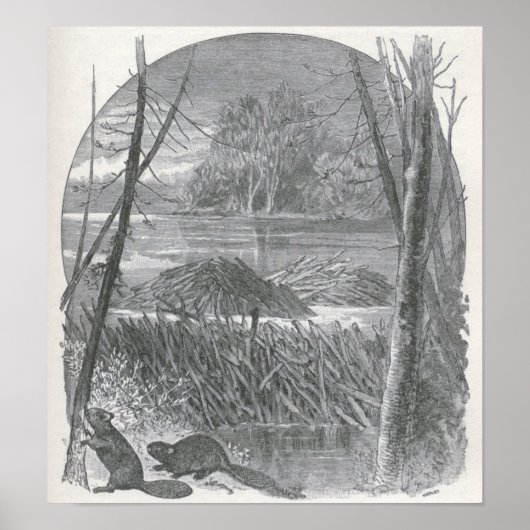 James Johonnot - Beavers en Dam Poster (Voorkant)