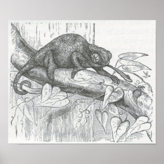 James Johonnot - Chameleon Poster (Voorkant)