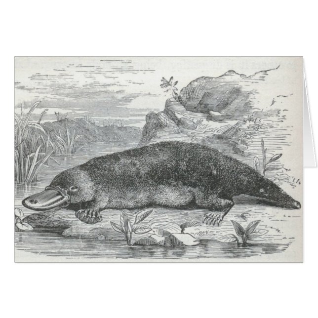 James Johonnot - Ornithorhynchus - Platypus (Voorkant Horizontaal)