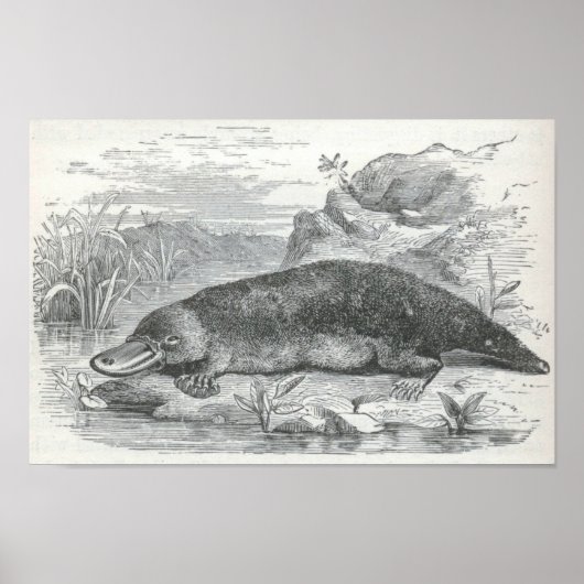 James Johonnot - Ornithorhynchus - Platypus Folio Poster (Voorkant)