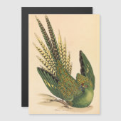 James Sowerby Grondpapegaai, Psittacus terrestris  (Voorkant / Achterkant)