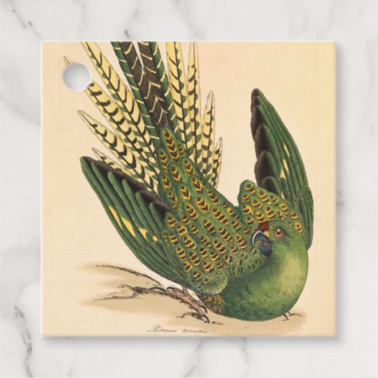 James Sowerby Grondpapegaai, Psittacus terrestris Bedankjes Labels (Voorkant)