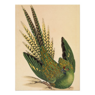 James Sowerby Grondpapegaai, Psittacus terrestris Perfect Poster