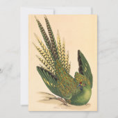 James Sowerby Ground Parrot, Psittacus terrestris (Voorkant)