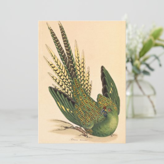 James Sowerby Ground Parrot, Psittacus terrestris (Staand voorkant)