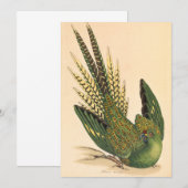 James Sowerby Ground Parrot, Psittacus terrestris (Voorkant / Achterkant)