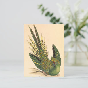James Sowerby Ground Parrot, Psittacus terrestris Briefkaart