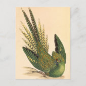 James Sowerby Ground Parrot, Psittacus terrestris Briefkaart (Voorkant)