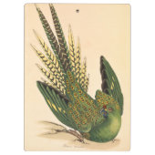James Sowerby Ground Parrot, Psittacus terrestris Klembord (Achterkant)
