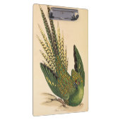 James Sowerby Ground Parrot, Psittacus terrestris Klembord (Rechts)